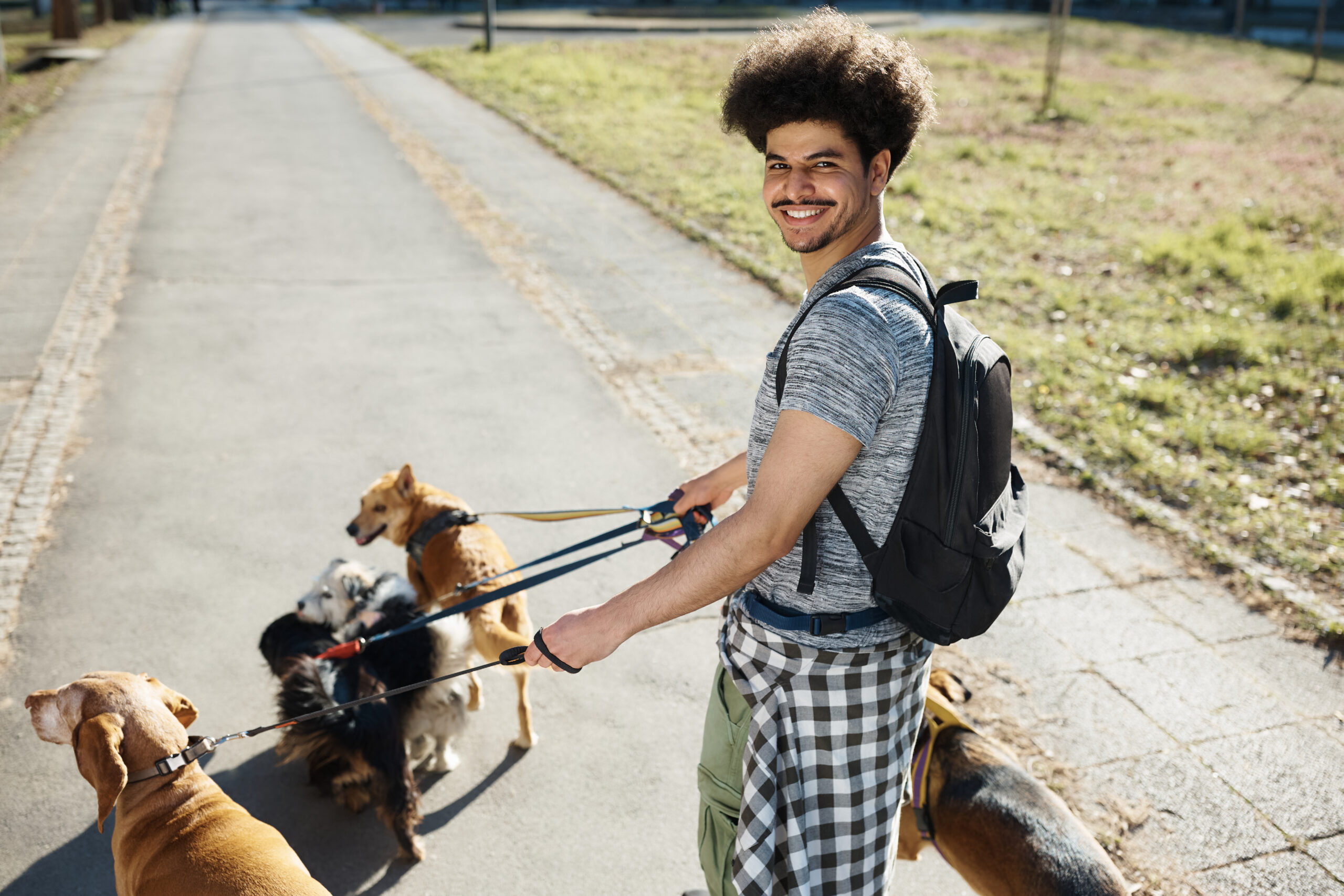 Young man walking dogs during summer break